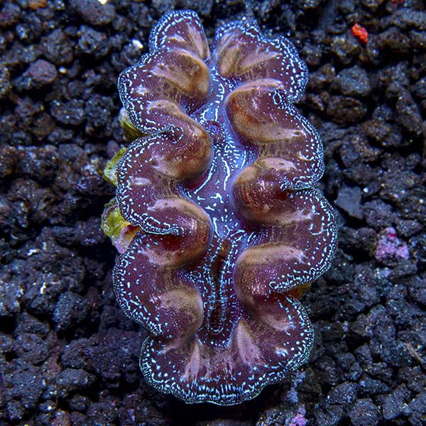 Crocea Clam, Multicolored (Aquacultured) Crocea Clam, Multicolored (Aquacultured)